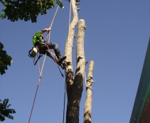Sunshine Coast Tree Services